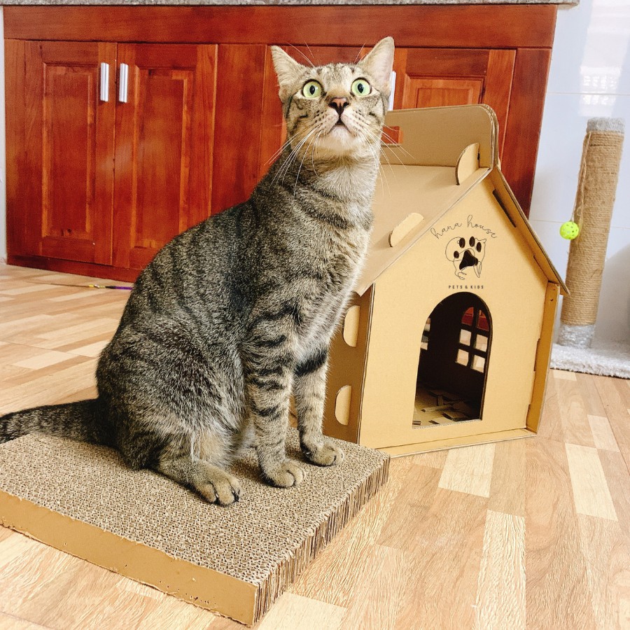🎪🐱 Combo NHÀ GIẤY CARTON & BÀN CÀO MÓNG cho mèo 🐱🎪
