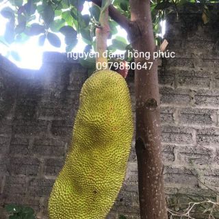 Cây giống mít mailaisia hàng nhập khẩu