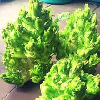 Hạt giống rau cải mầm đá gói 50 hạt