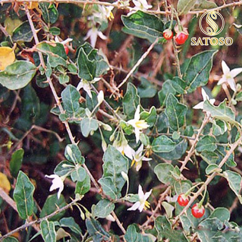 Cà gai leo khô SATASO 1kg thượng hạng giúp hạ men gan SA15