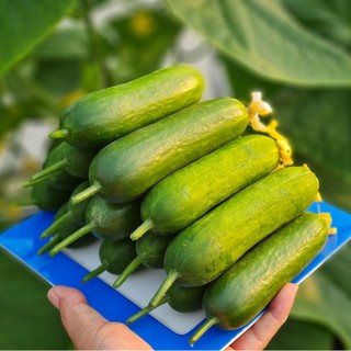 DƯA LEO CHÙM - HẠT GIỐNG TỐT