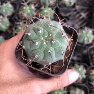 Xương rồng matu