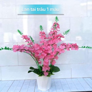 Nguyên liệu lan tai trâu 1 màu ( 9 cành )
