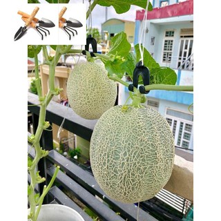 ⚡️HẠT GIỐNG DƯA LƯỚI DA XANH GREENMAN⚡️NĂNG XUẤT CAO GIỐNG F1 TRỒNG HOA TẾT