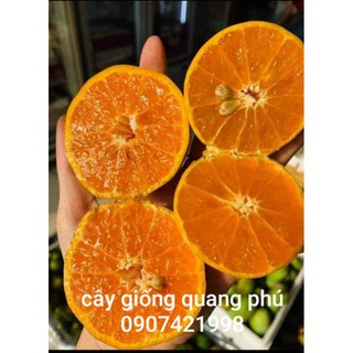 QUÝT ĐƯỜNG (SIÊU TRÁI SIÊU NGỌT )