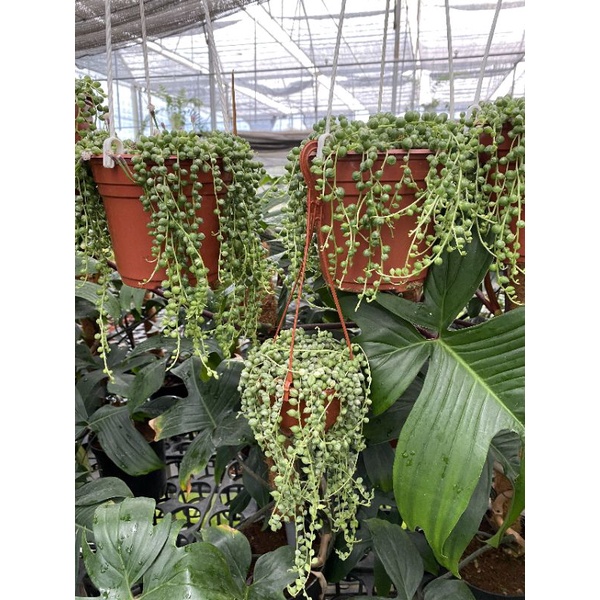 Chậu cứng String of pearl var