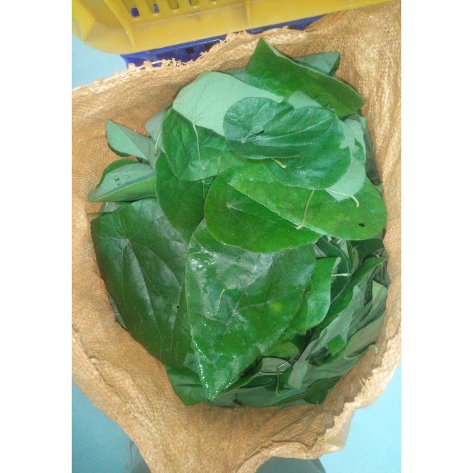Lá sương sâm lông tươi, lá to dày, 1kg , giá tốt nhất