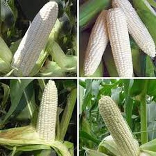 hạt giống ngô nếp gói 30 hạt