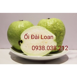 CÂY ỔI LÊ ĐÀI LOAN