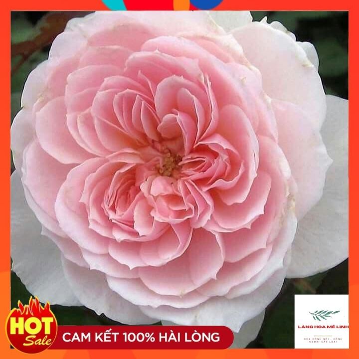 Hoa hồng Tranquility rose[SIÊU THƠM - SIÊU ĐẸP- Đường kính trung bình 4″. 60 cánh hoa lớn, mọc thành chùm, cụm nhỏ