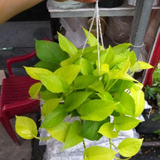 Cây Trầu bà hoàng kim