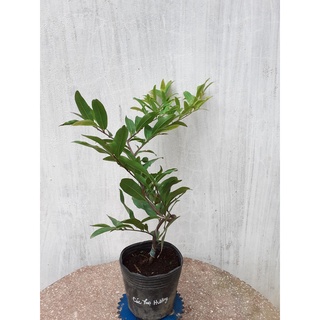Mai Cúc Thọ Hương Mini