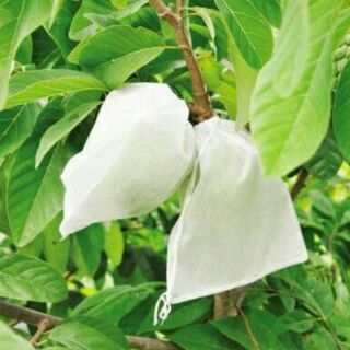 100 túi bọc ổi,  na