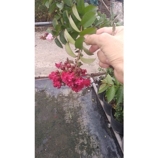 Cây tường Vy hồng