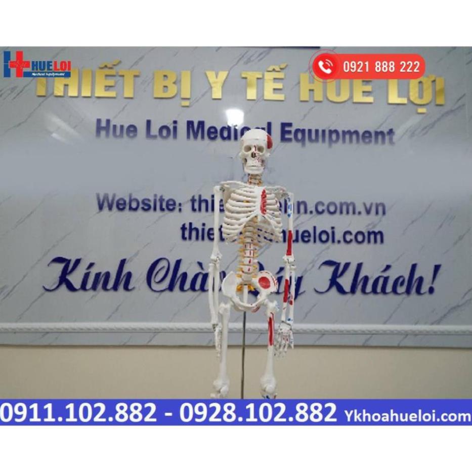 MÔ HÌNH GIẢI PHẪU TOÀN BỘ HỆ XƯƠNG NGƯỜI 85CM