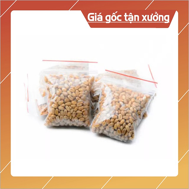 Gói 50g Hạt Giống Cỏ Mèo Trồng Tại Nhà Cho Mèo Ăn Chống Búi Lông Tắc Ruột - Bobo Pet Shop Hà Nội