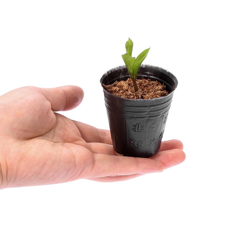 Set 100 Túi Trồng Cây Thân Thiện Với Môi Trường