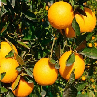 CÂY GIỐNG CAM VÀNG MỸ