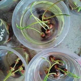 10 hạt Sen mini nhật ( đủ màu )