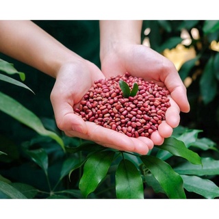 Đậu đỏ / Đỗ đỏ quê hạt nhỏ (xích tiểu đậu) hạt sống