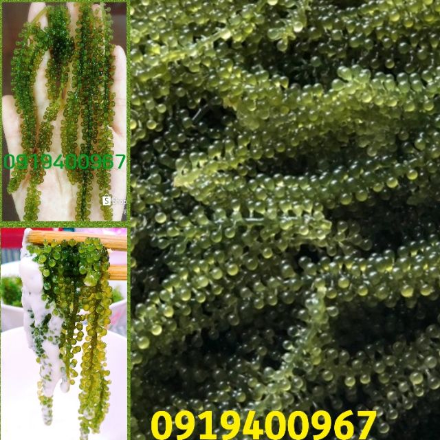 Rong Nho Tách Nước 100gr. Rong Loại 1. Đạt Tiêu Chuẩn Xuất Khẩu.