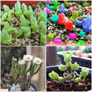 Hạt giống cây tai thỏ nhiều màu - gói 50 hạt kns2132