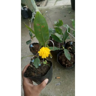 Mai cúc cây ghép (gửi cây như hình)