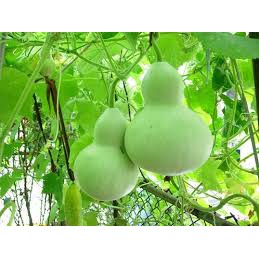 10 hạt giống bầu hồ lô F1