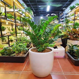 Cây Kim Tiền mang lại may mắn hạnh phúc