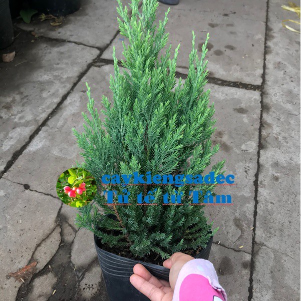 Caykiengsadec-Cây sơn tùng-tặng phân bón-hoa kiểng lá-trang trí nội thất cảnh quan sân vườn ngoài trời
