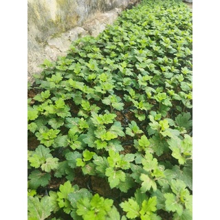 Cây cúc cổ Sơn La giống