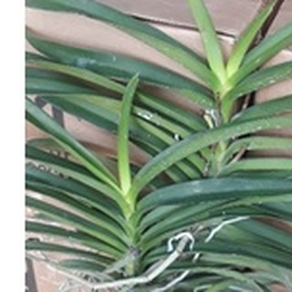 lan vanda.vanda lai chất lượng