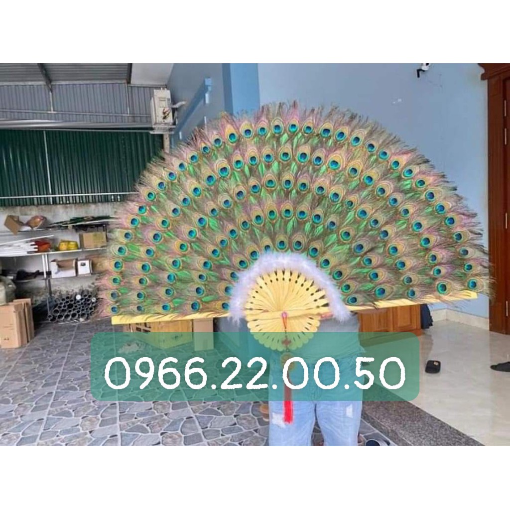 Lông chim công tự nhiên | BigBuy360 - bigbuy360.vn