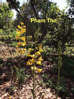 Hoa Lan Tết - địa lan rừng hoa nở hơn 1 tháng