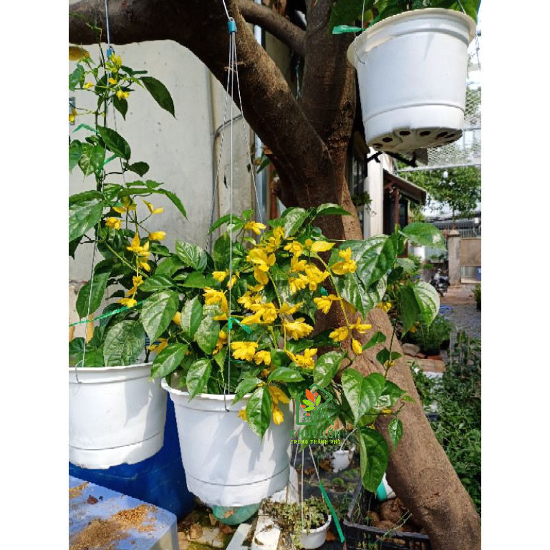 Lan Hoàng Dương Chuỗi ngọc hoa vàng