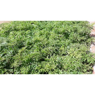combo 2 cây Đinh lăng giống