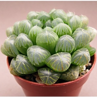 Hạt giống Sen đá Kim Cương (20 hạt) ( tặng kèm thuốc kích mầm ra rễ)