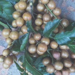Cây giống quất hồng bì tốt cho sức khỏe , cây đẹp, giống chuẩn
