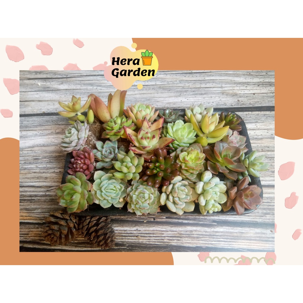Combo 20 cây SEN ĐÁ MINI | Hera Garden