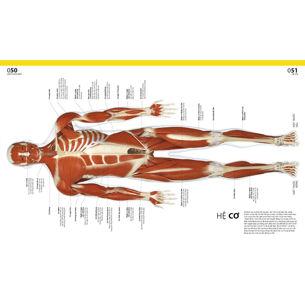 Sách - Atlas Giải Phẫu Cơ Thể Người