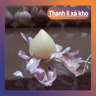 {Hn} Tỏi cô đơn Phan Rang làm tỏi đen