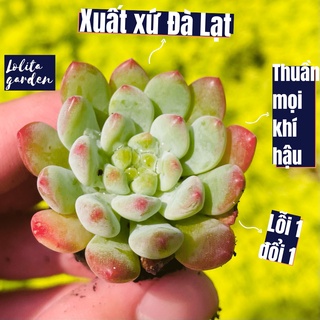 Sen đá hoàng hôn Đà Lạt size mini cây cảnh trang trí nhà cửa Lolita garden