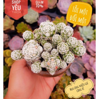 Xương rồng trứng chim size 5cm-8cm