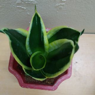 Cây Lưỡi Hổ Thái Mini