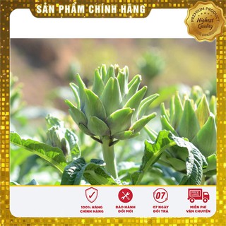 Hạt Giống Atiso Xanh - 4 Hạt