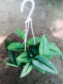 TRẦU BÀ NGỌC TRAI MINI