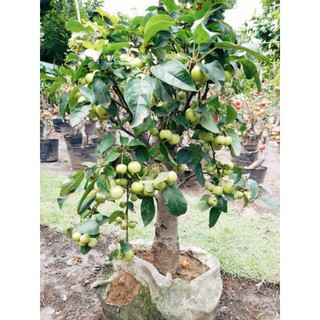 Cây giống táo mỹ trái xanh