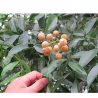 Hạt mắc mật khô thơm (1kg)