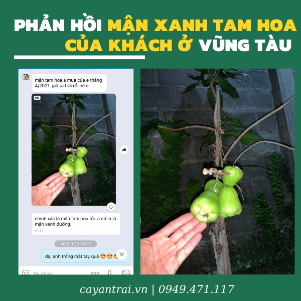 Cây Mận Xanh Tam Hoa