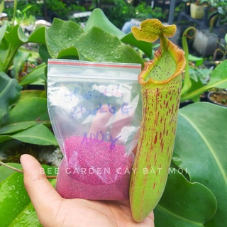 Thuốc tím diệt rệp starkle G (túi 100g)